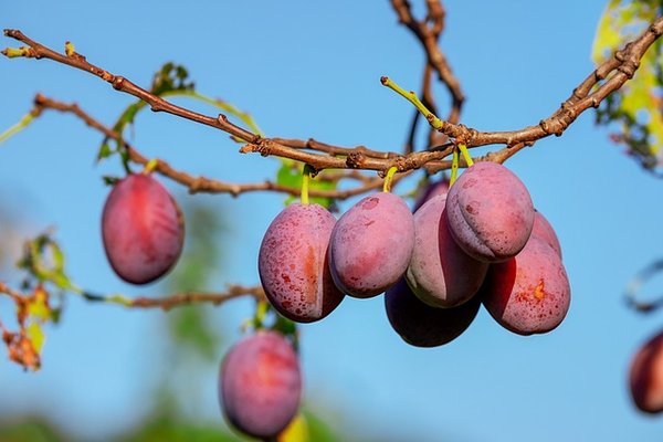Comment utiliser le noyau d'un prunier pour faire pousser son arbre ?