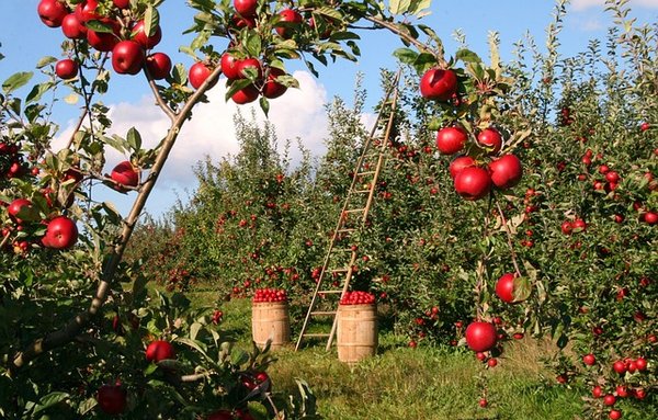 Comment faire pousser un pommier à partir d'une graine ?