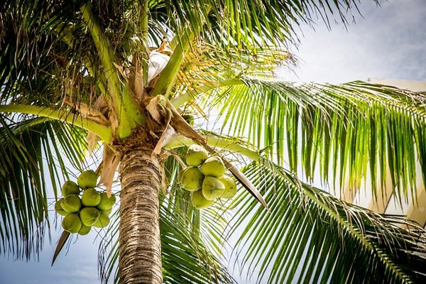 Comment faire pousser un cocotier à partir d'une noix de coco?
