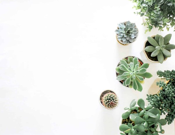 Les conseils pour choisir les meilleures plantes d'intérieur pour sa maison